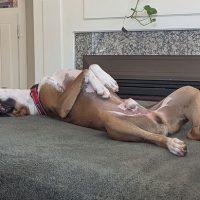 Enlarge Derby, a Adoptable Boxer in Davis, CA image 4/4