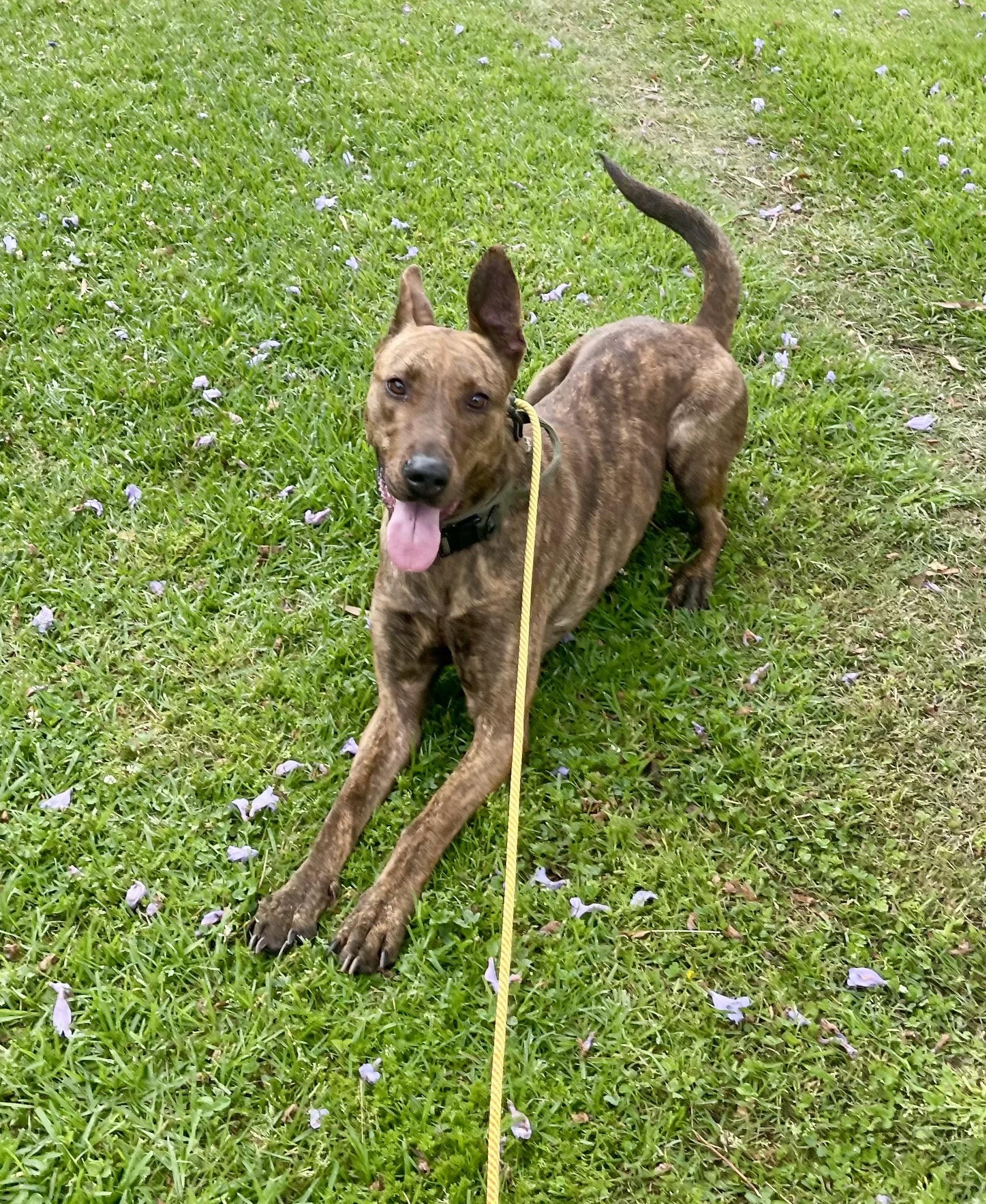 Enlarge Cinnamon, a Adoptable Dutch Shepherd in Sylmar, CA image 4/5