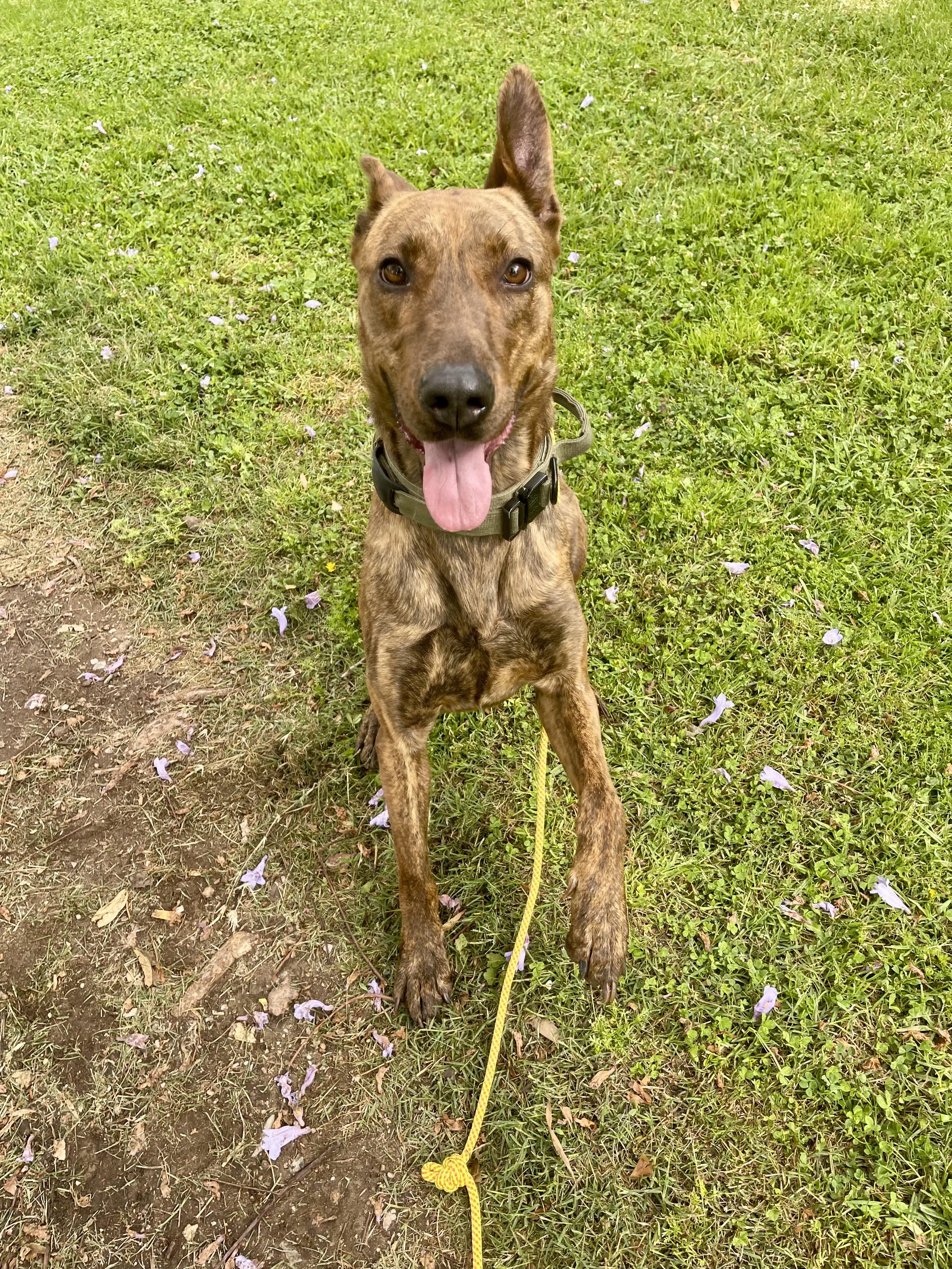Enlarge Cinnamon, a Adoptable Dutch Shepherd in Sylmar, CA image 5/5