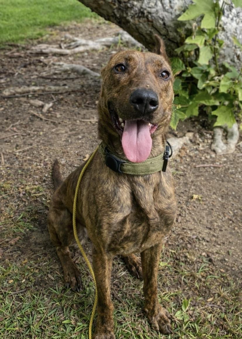 Enlarge Cinnamon, a Adoptable Dutch Shepherd in Sylmar, CA image 3/5