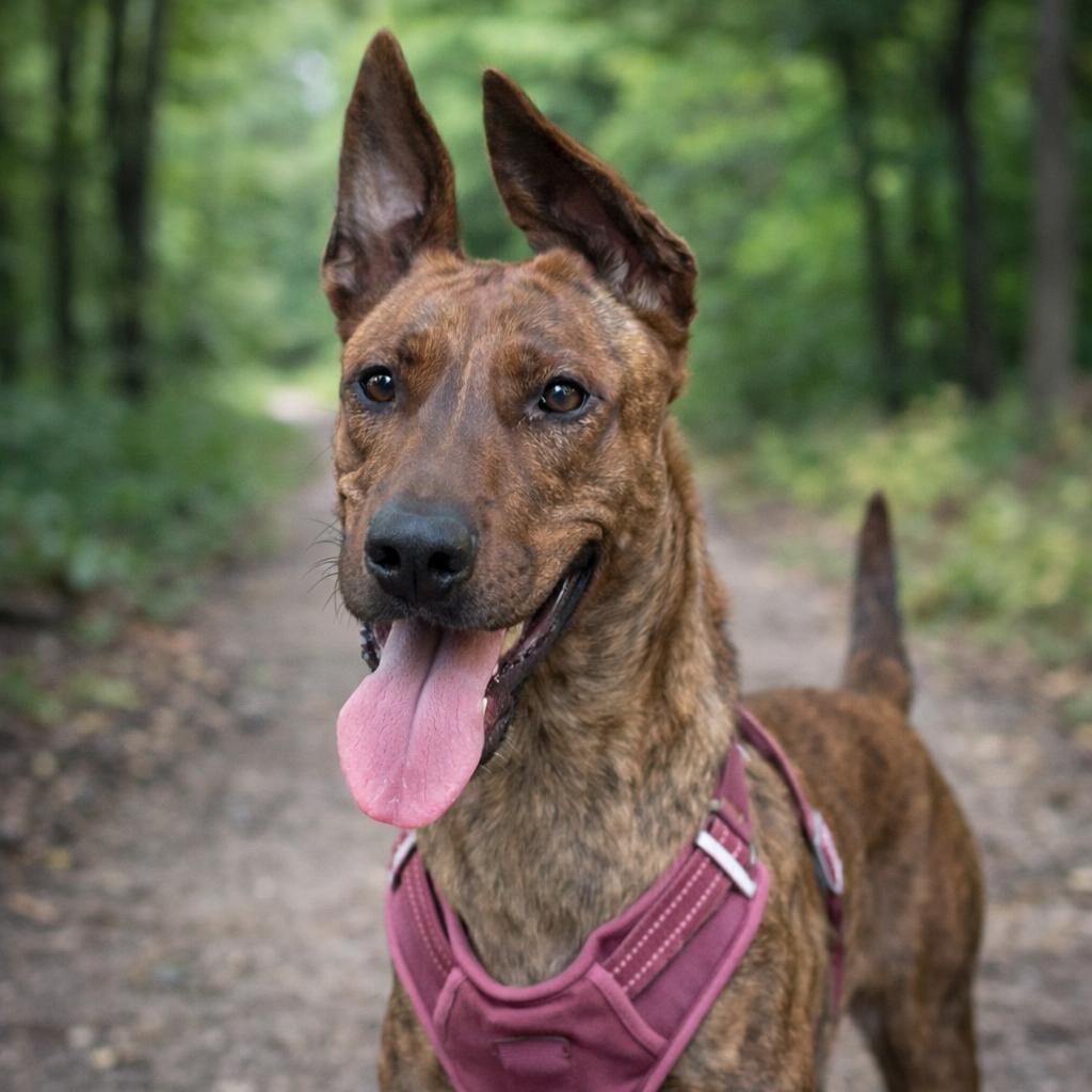 Enlarge Cinnamon, a Adoptable Dutch Shepherd in Sylmar, CA image 2/5