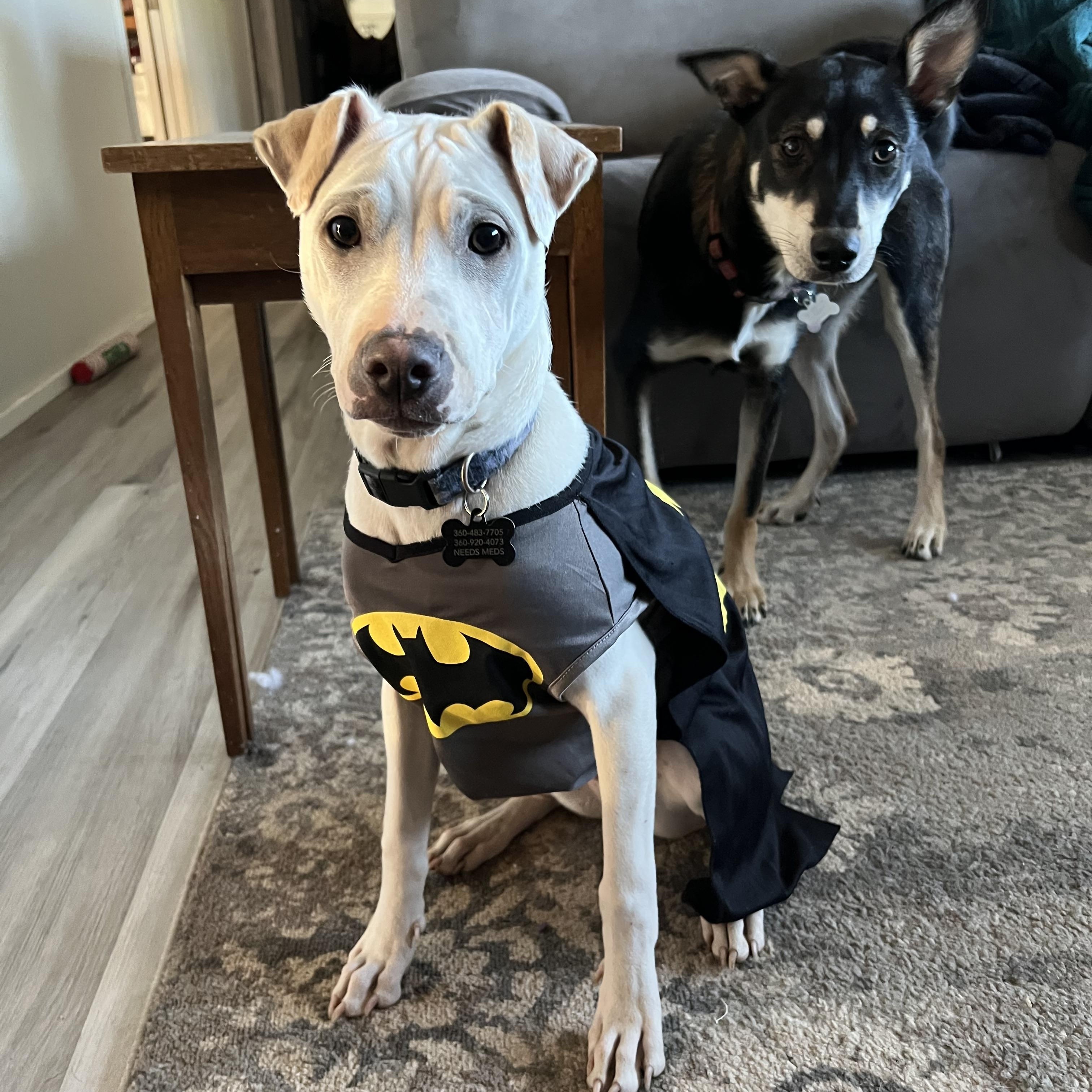 Enlarge Cooper, a ADOPTABLE mixed breed in Lacey , WA image 4/6