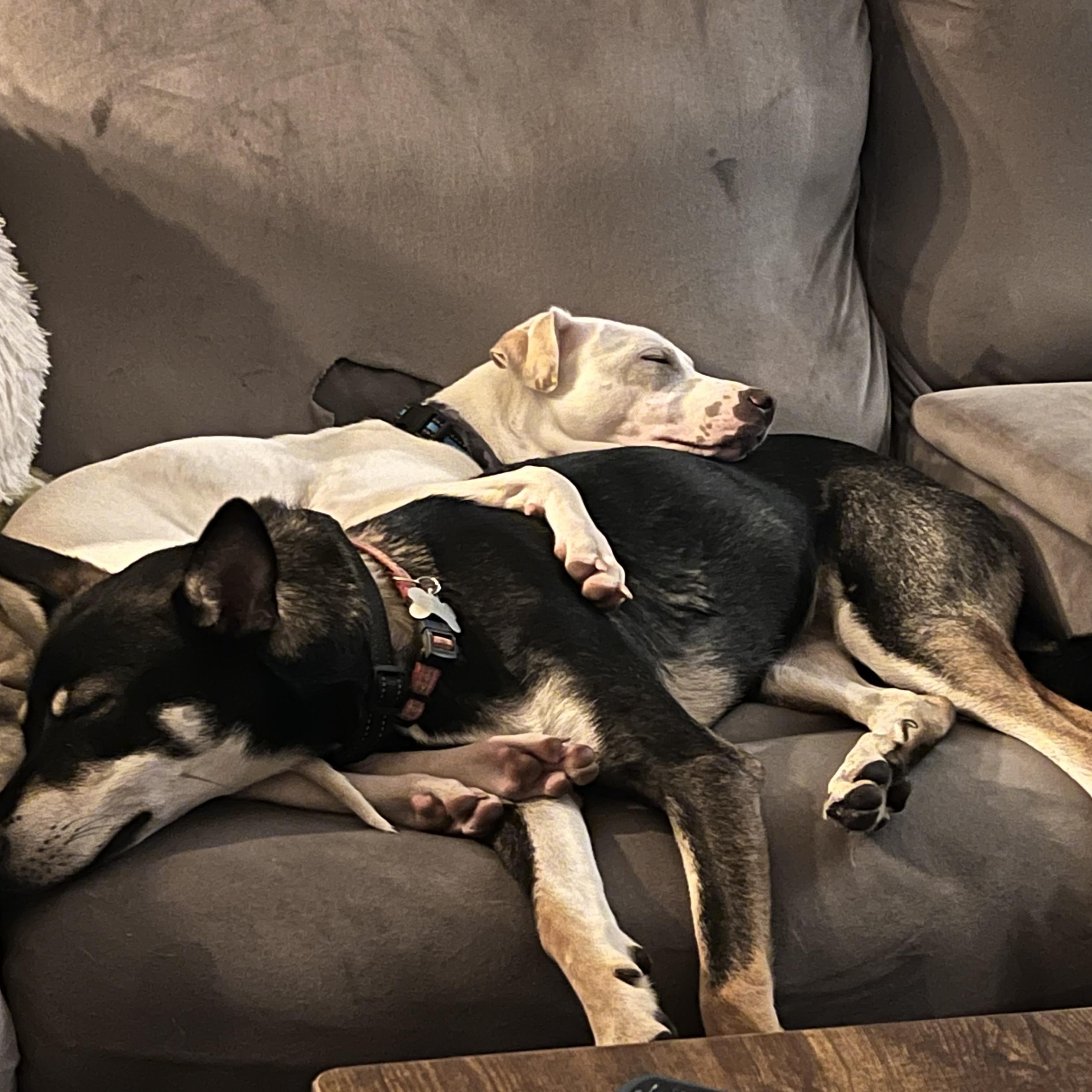 Enlarge Cooper, a ADOPTABLE mixed breed in Lacey , WA image 2/6