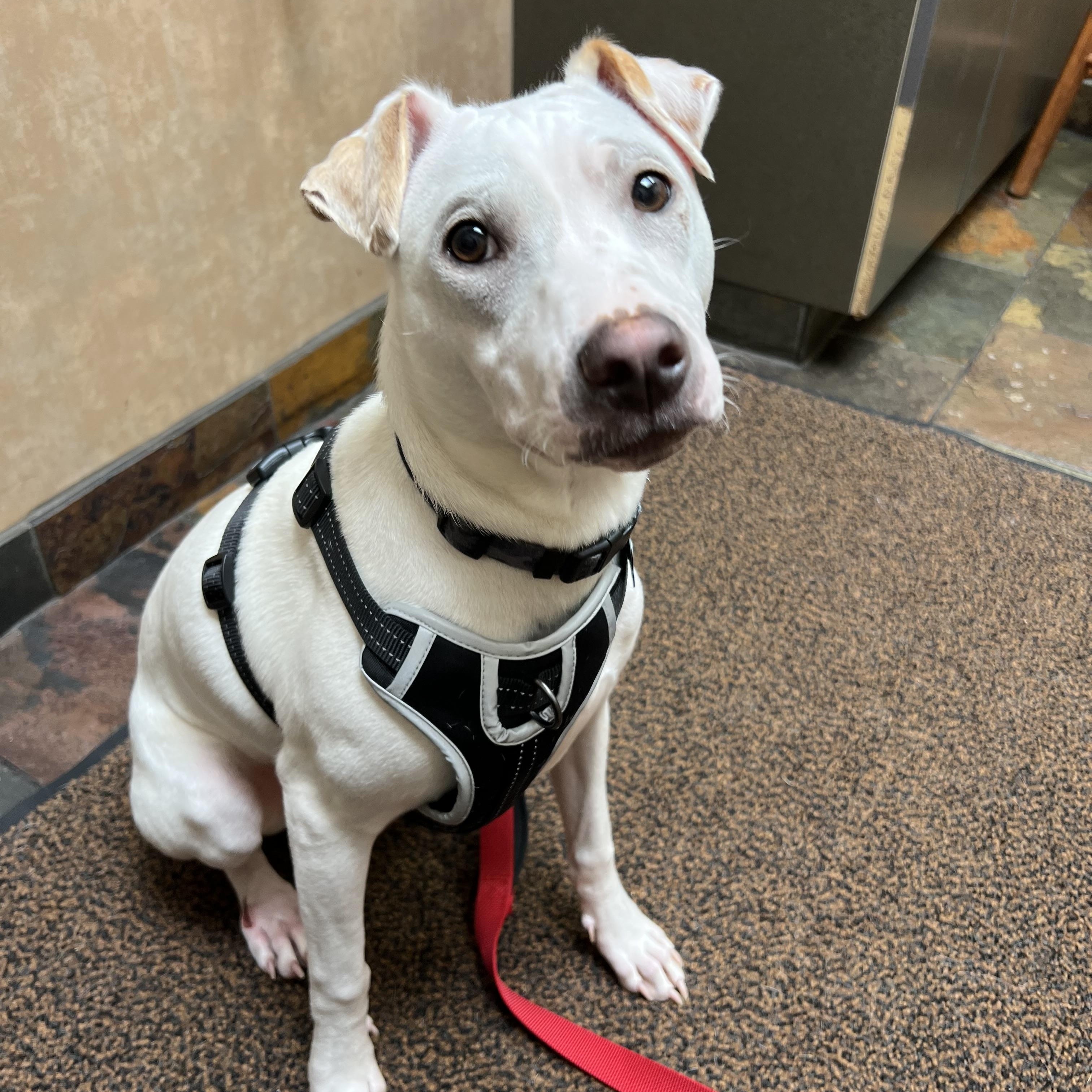 Cooper, ADOPTABLE, Young Male Shar-Pei & Labrador Retriever.