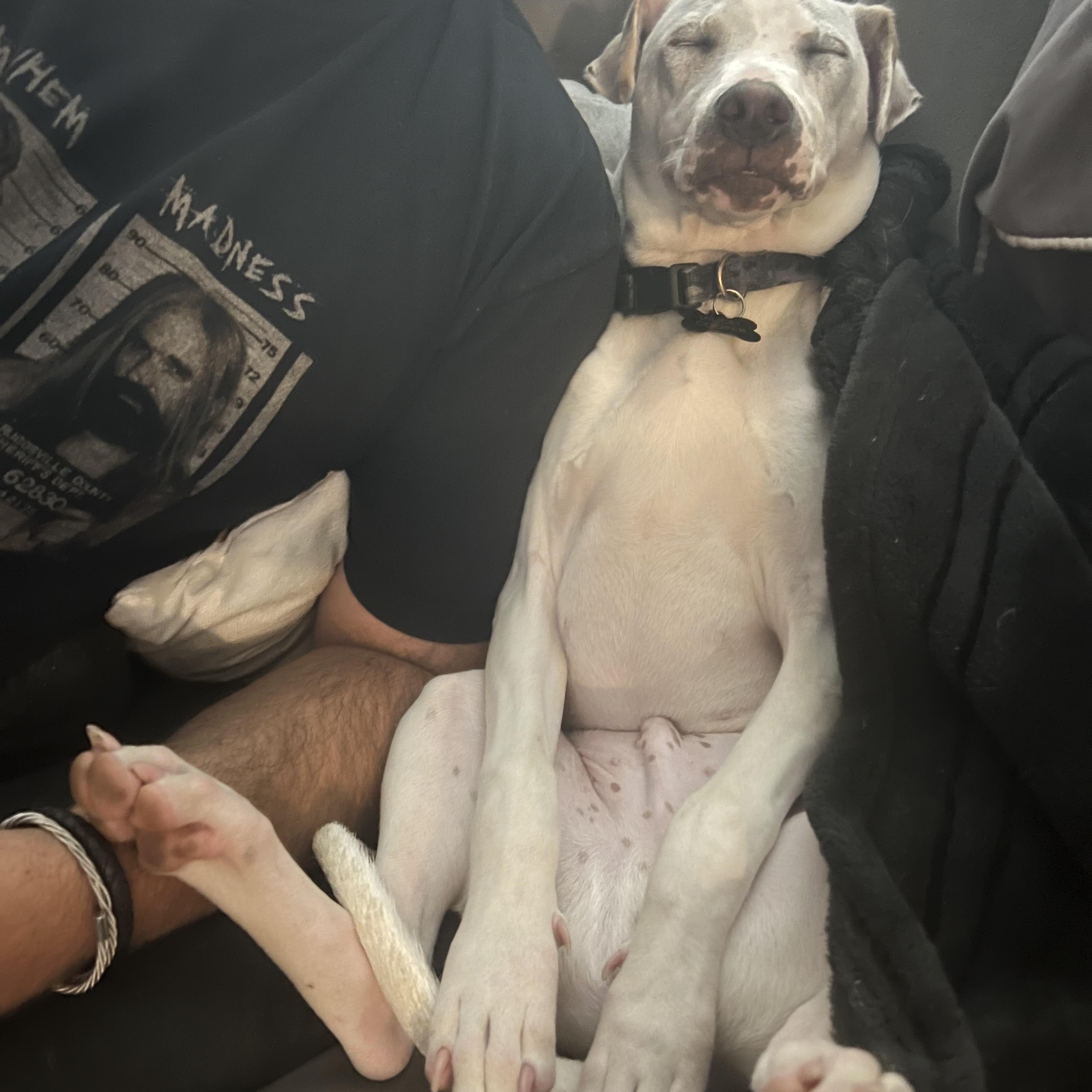 Enlarge Cooper, a ADOPTABLE mixed breed in Lacey , WA image 3/6
