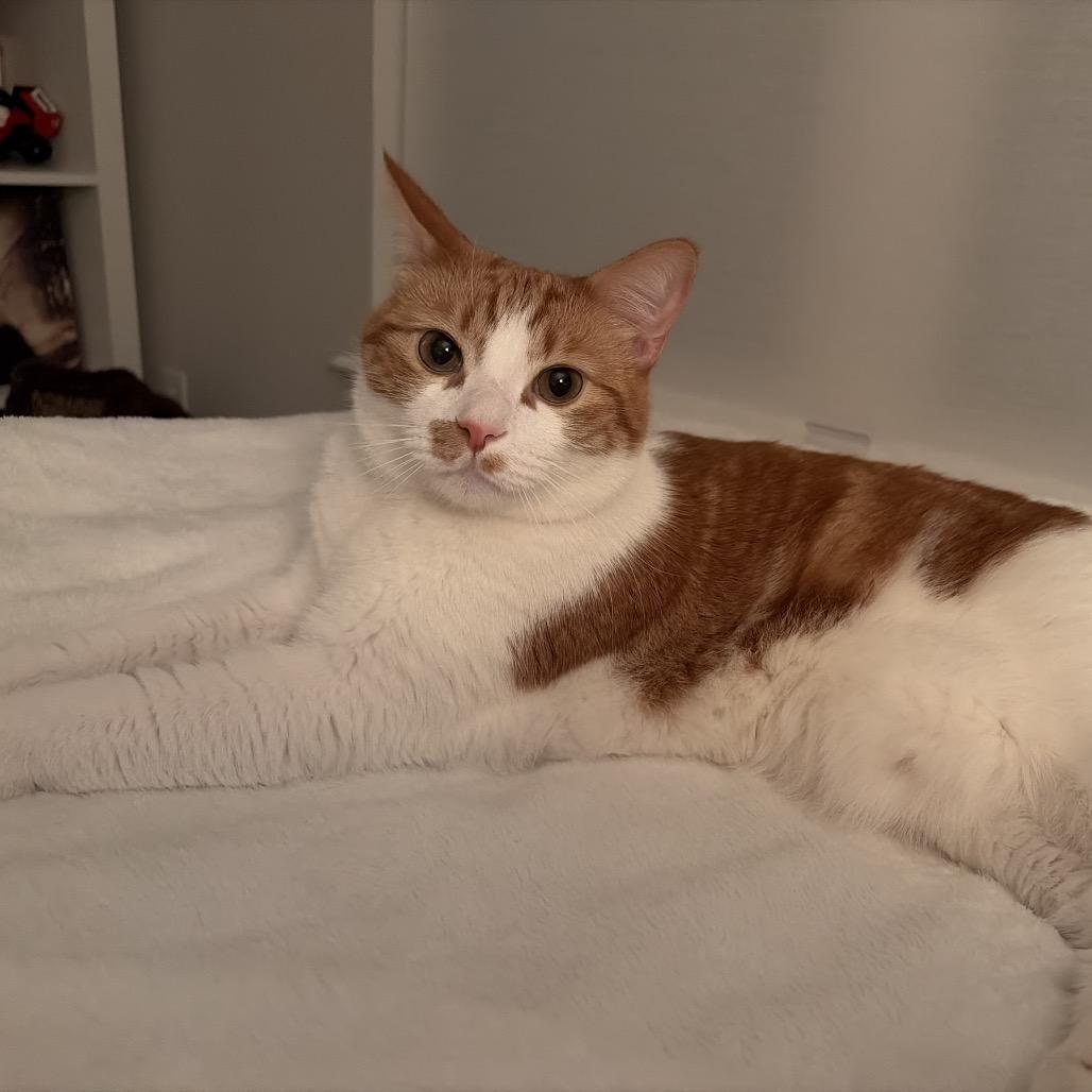 Enlarge Captain Butler, a Adoptable Domestic Short Hair in Ponte Vedra Beach, FL image 2/6