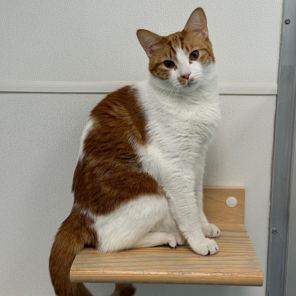 Enlarge Captain Butler, a Adoptable Domestic Short Hair in Ponte Vedra Beach, FL image 5/6