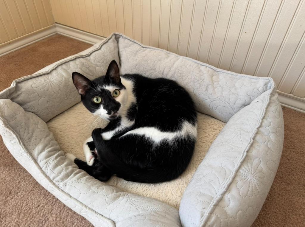 Andy, Adoptable, Adult Male Domestic Short Hair.