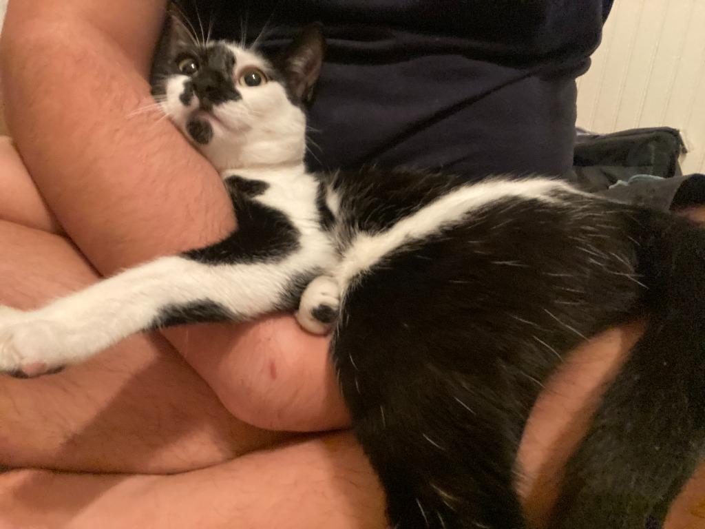 Andy, Adoptable, Adult Male Domestic Short Hair.