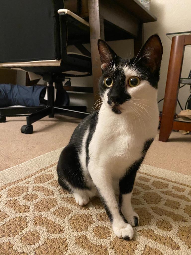 Andy, Adoptable, Adult Male Domestic Short Hair.