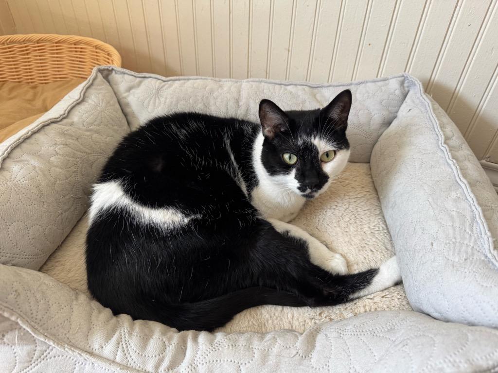 Andy, Adoptable, Adult Male Domestic Short Hair.