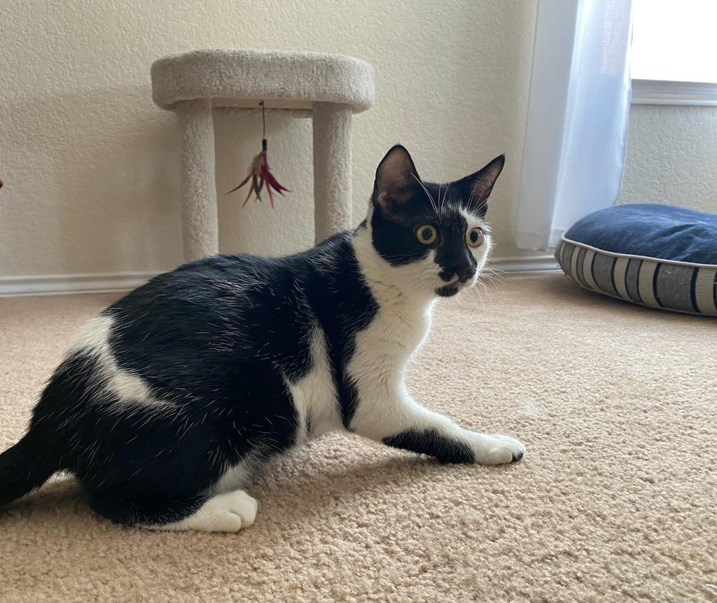 Enlarge Andy, a Adoptable Domestic Short Hair in San Antonio, TX image 3/6