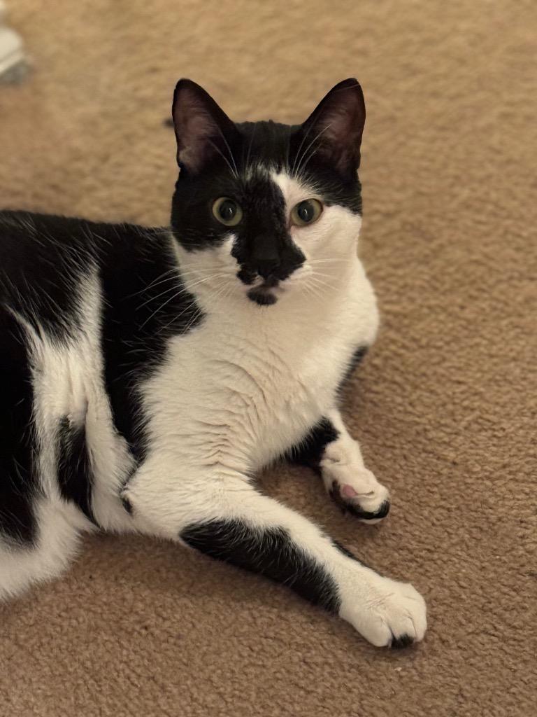 Enlarge Andy, a Adoptable Domestic Short Hair in San Antonio, TX image 4/6