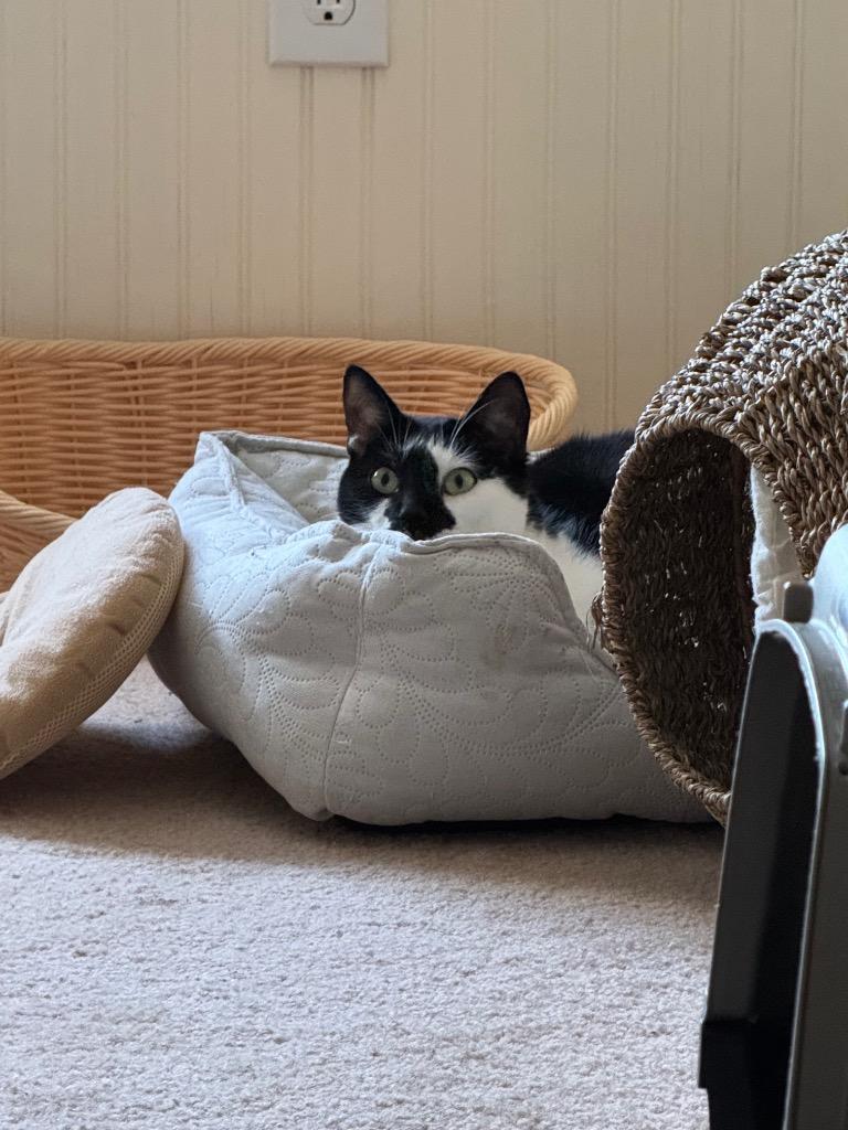 Enlarge Andy, a Adoptable Domestic Short Hair in San Antonio, TX image 4/6