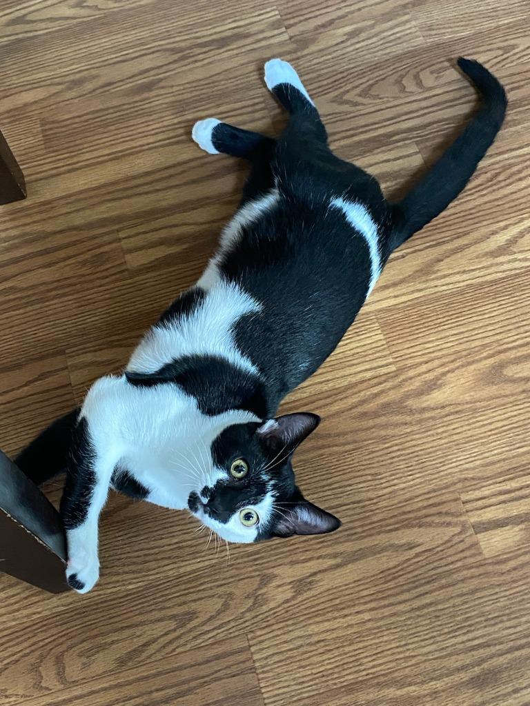 Enlarge Andy, a Adoptable Domestic Short Hair in San Antonio, TX image 5/6