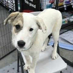 Enlarge TWINKLE, a ADOPTABLE mixed breed in Norco, CA image 2/2