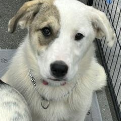 TWINKLE, ADOPTABLE, Puppy Female Great Pyrenees.