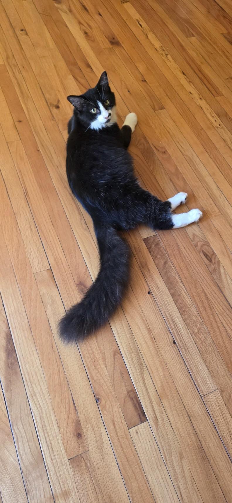 Enlarge Critter, a Adoptable mixed breed in Springdale, AR image 1/1