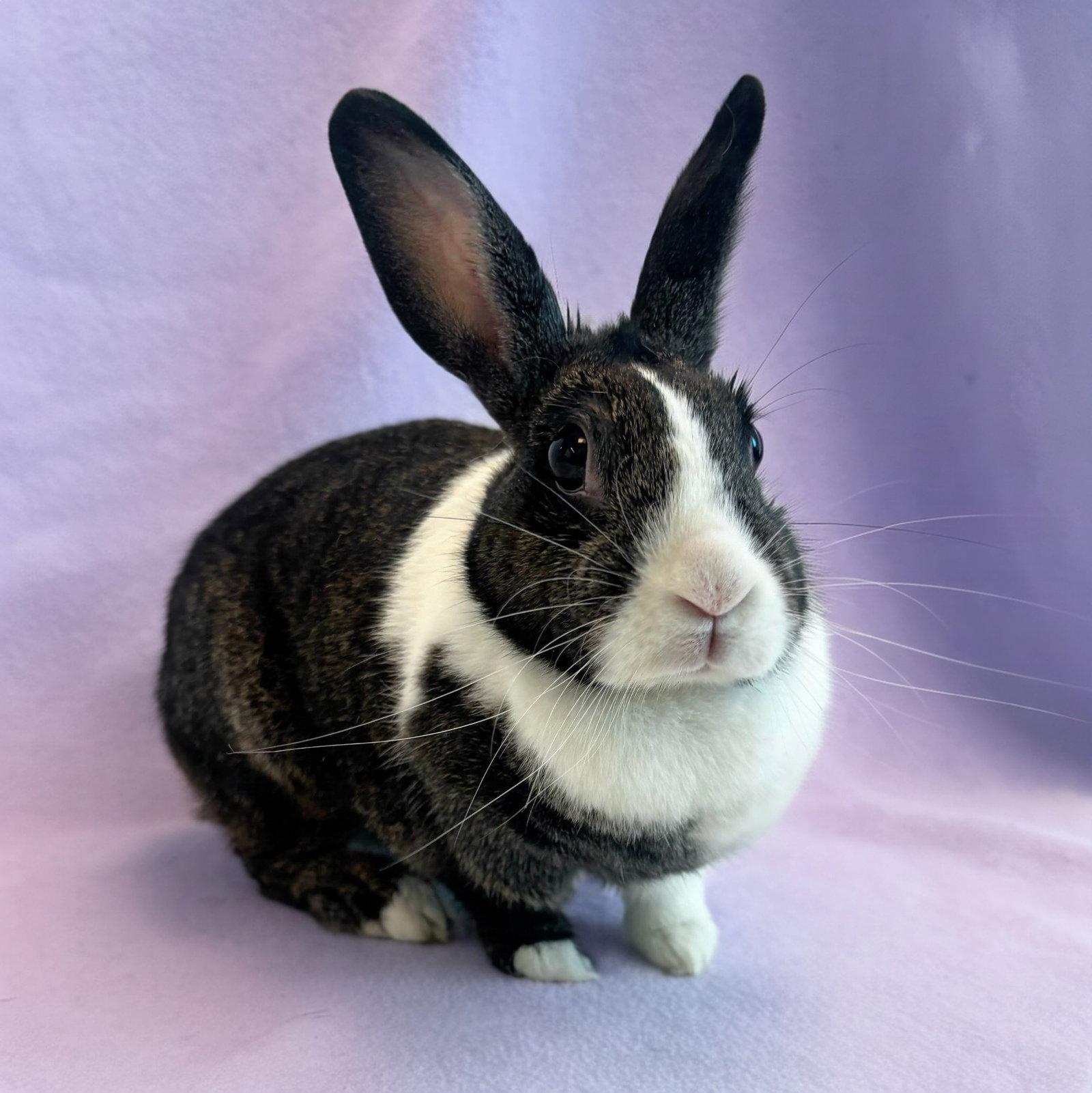 Lupita, Adoptable, Young Female Bunny Rabbit.