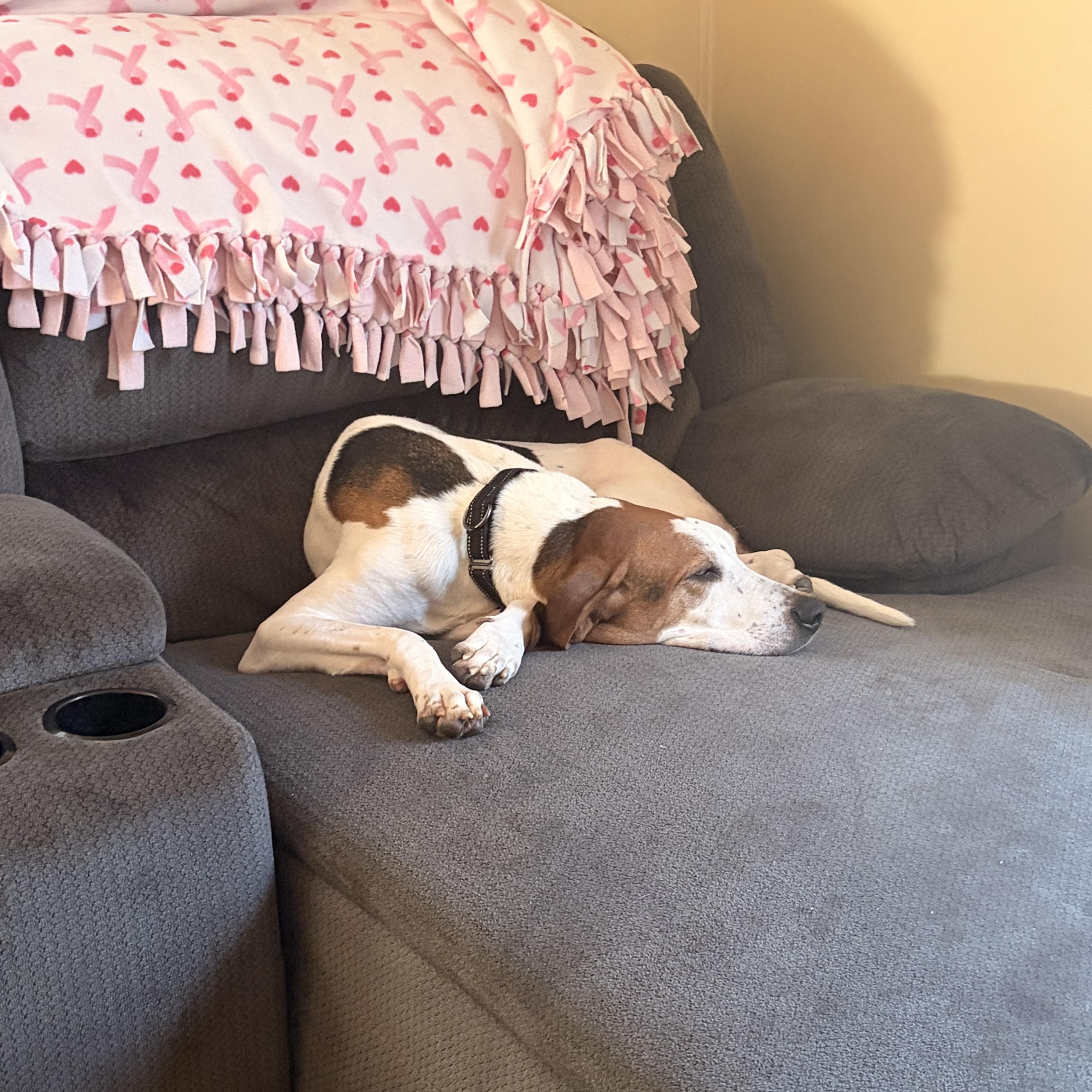 Enlarge Ruger, a ADOPTABLE mixed breed in Elmira, NY image 2/3