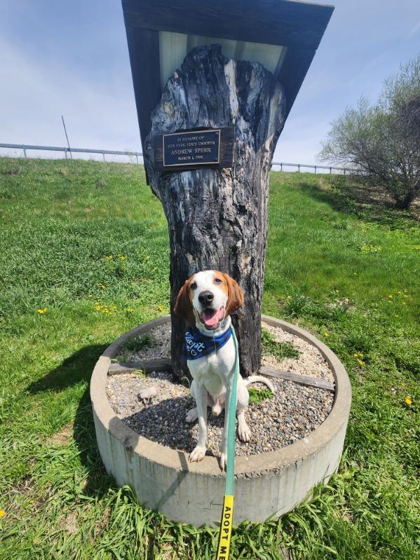 Enlarge Ruger, a ADOPTABLE mixed breed in Elmira, NY image 2/4