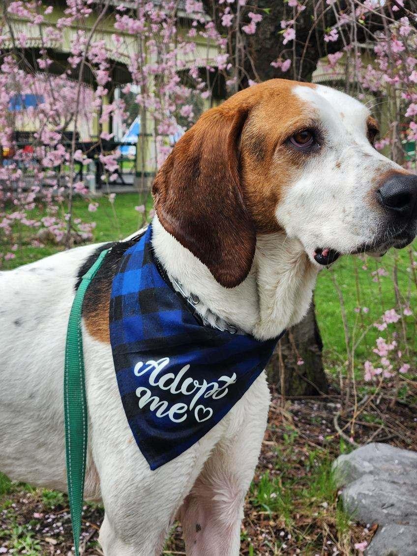 Enlarge Ruger, a ADOPTABLE mixed breed in Elmira, NY image 3/4