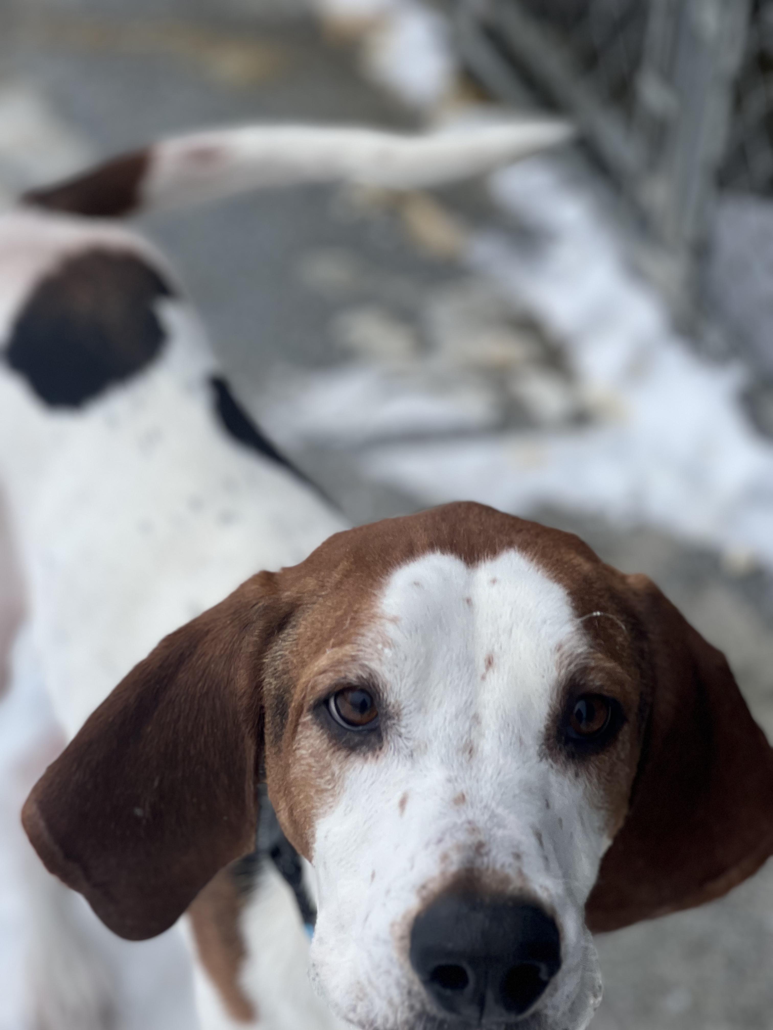 Enlarge Ruger, a ADOPTABLE mixed breed in Elmira, NY image 3/3