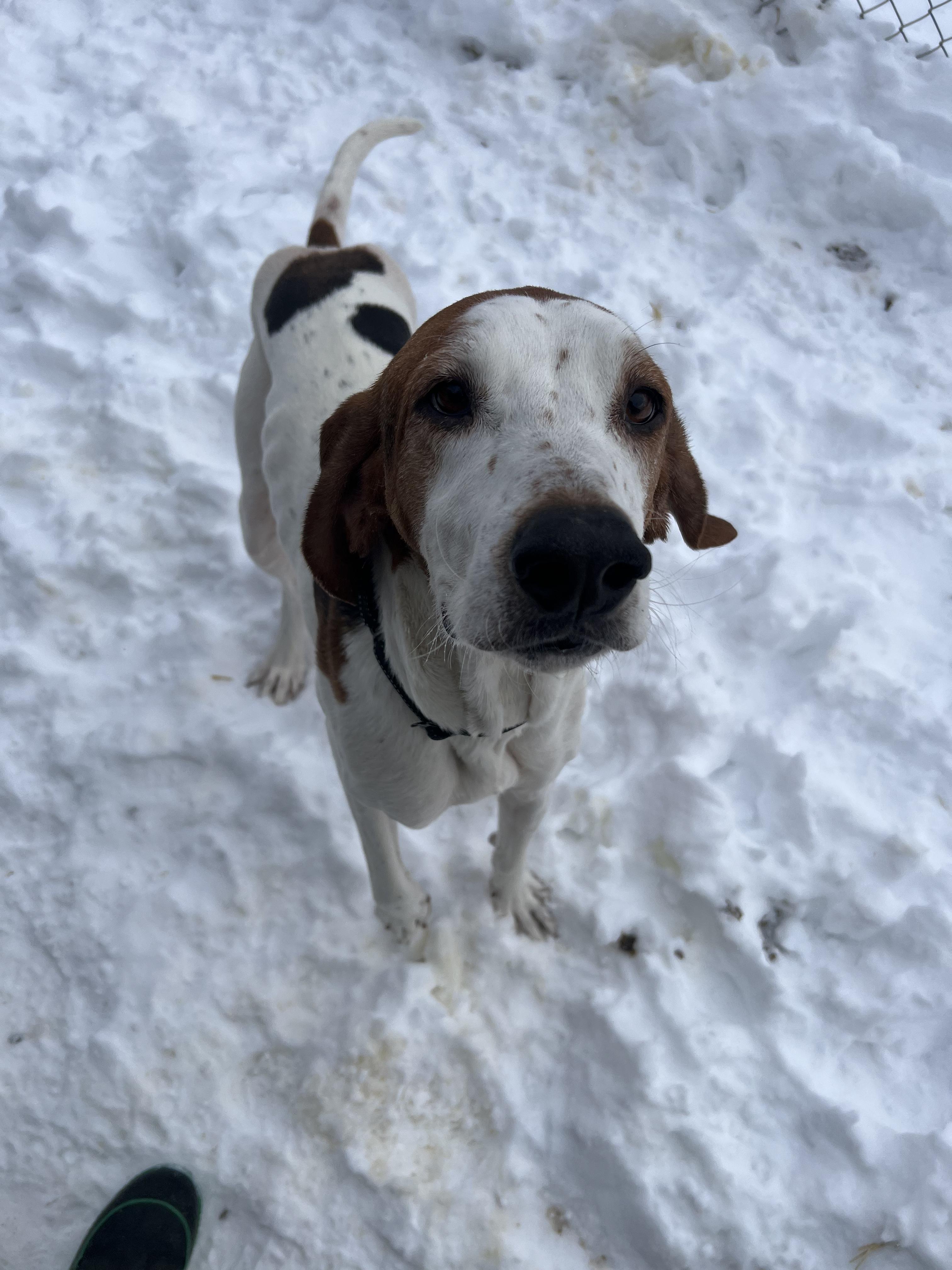 Ruger, ADOPTABLE, Adult Male Coonhound.