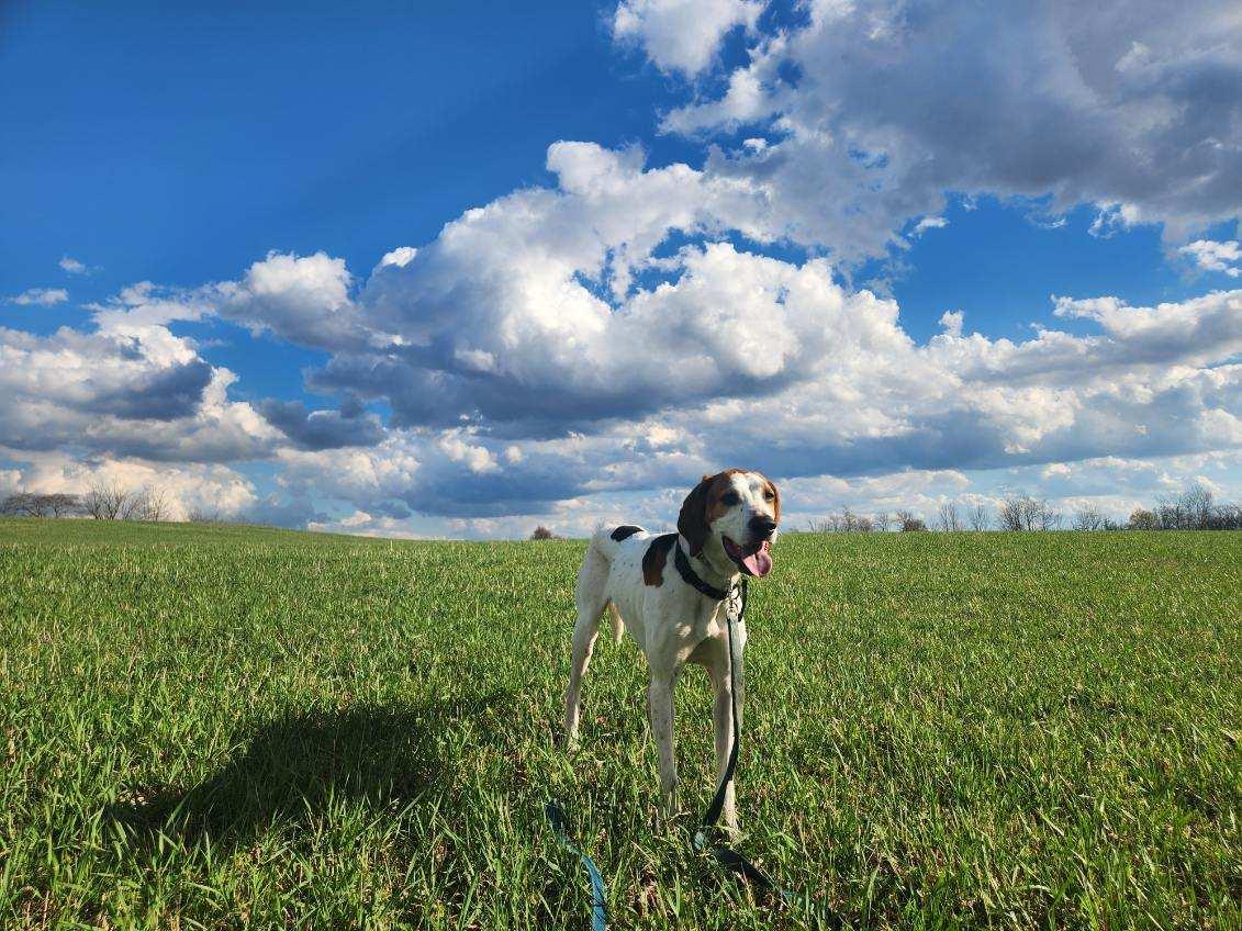 Ruger, ADOPTABLE, Adult Male Coonhound.