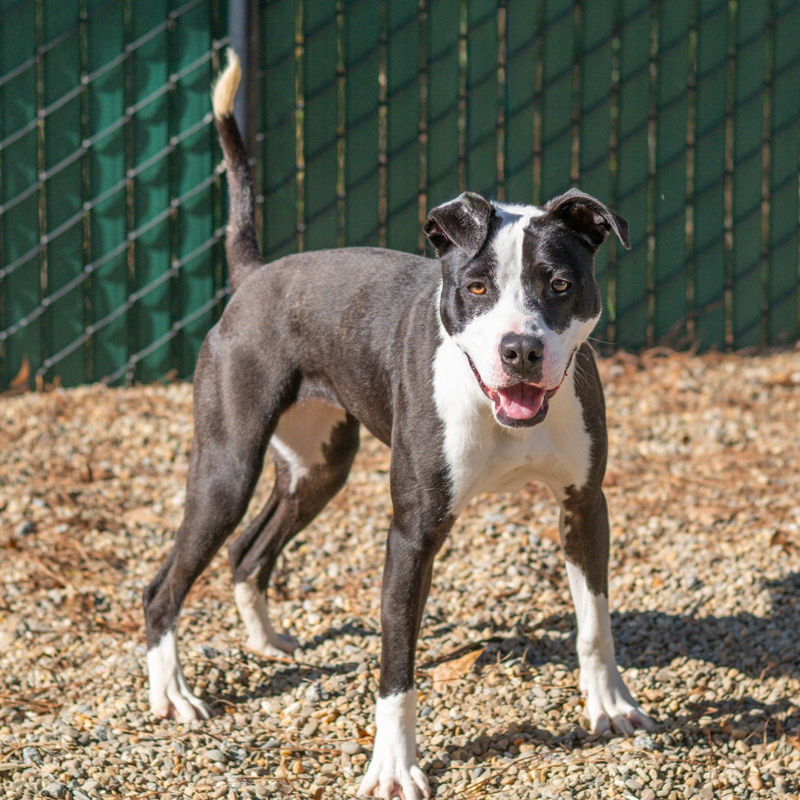 Glitter, Adoptable, Young Female Terrier.