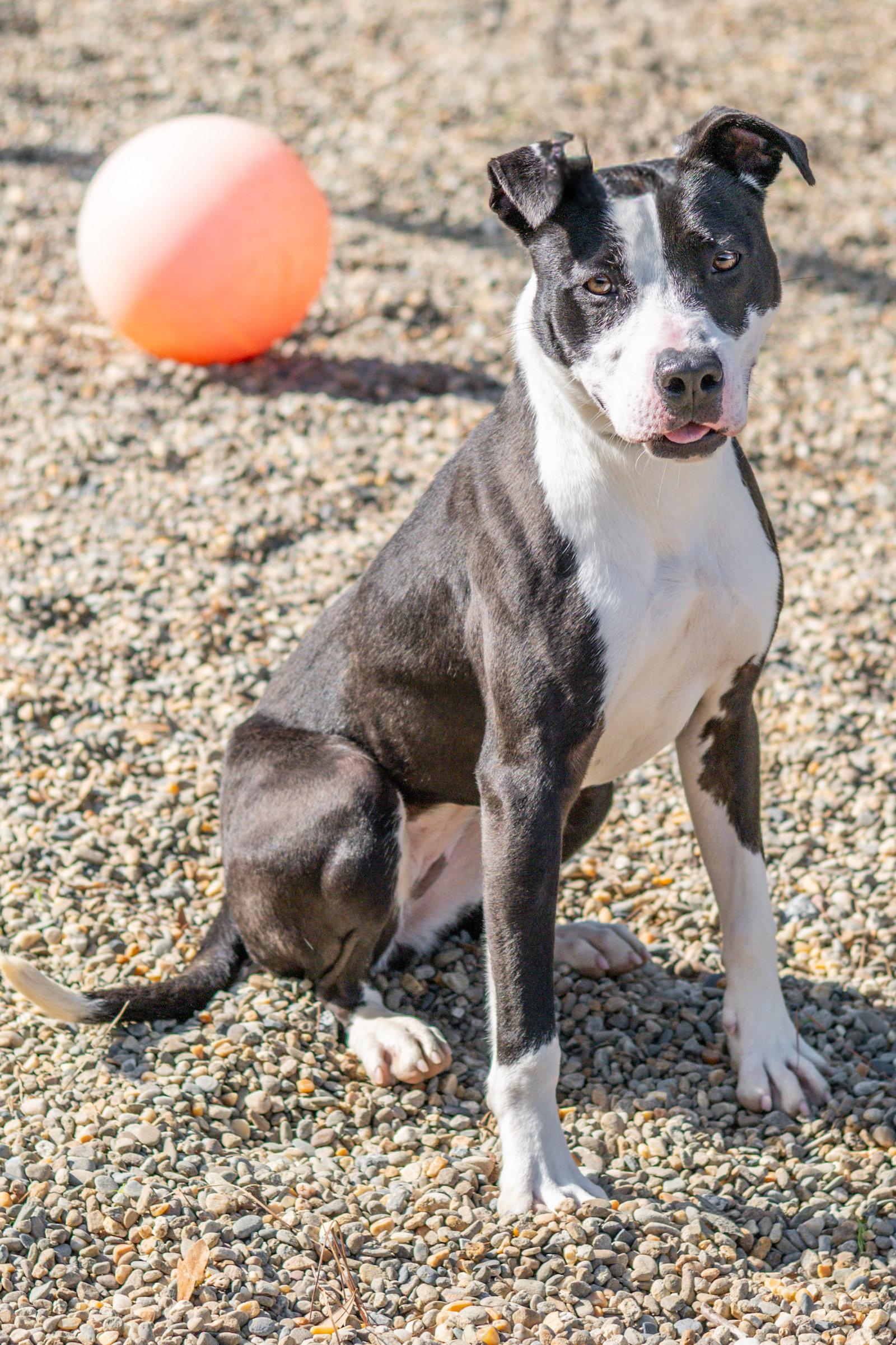 Enlarge Glitter, a Adoptable Terrier in Hilton Head Island, SC image 2/3