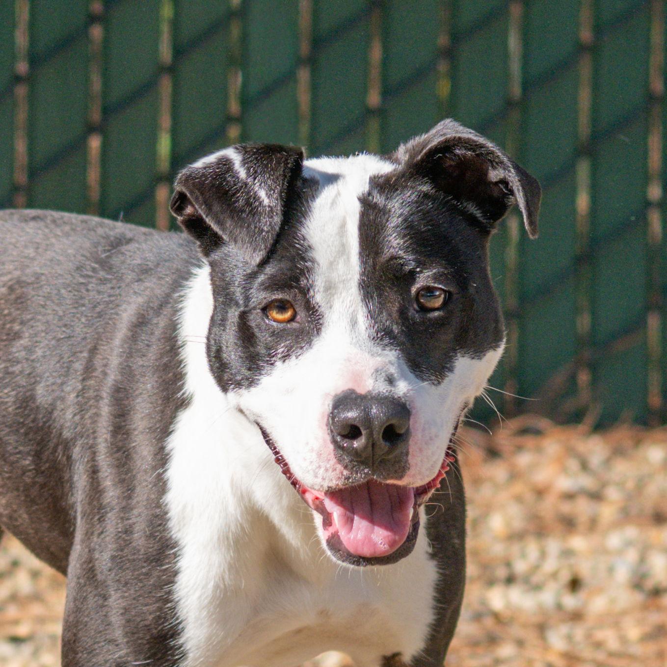 Enlarge Glitter, a Adoptable Terrier in Hilton Head Island, SC image 3/3
