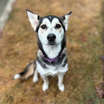 Harmony, a Adoptable mixed breed in Colorado Springs, CO image 1/4