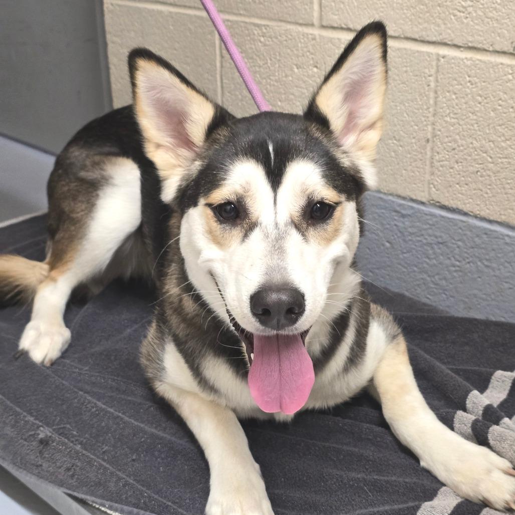 Harmony, a Adoptable mixed breed in Colorado Springs, CO image 2/4