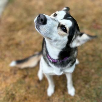 Harmony, a Adoptable mixed breed in Colorado Springs, CO image 3/4
