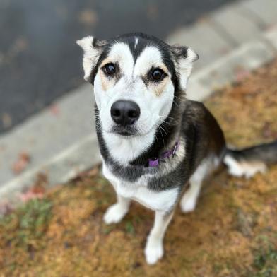 Harmony, a Adoptable mixed breed in Colorado Springs, CO image 4/4