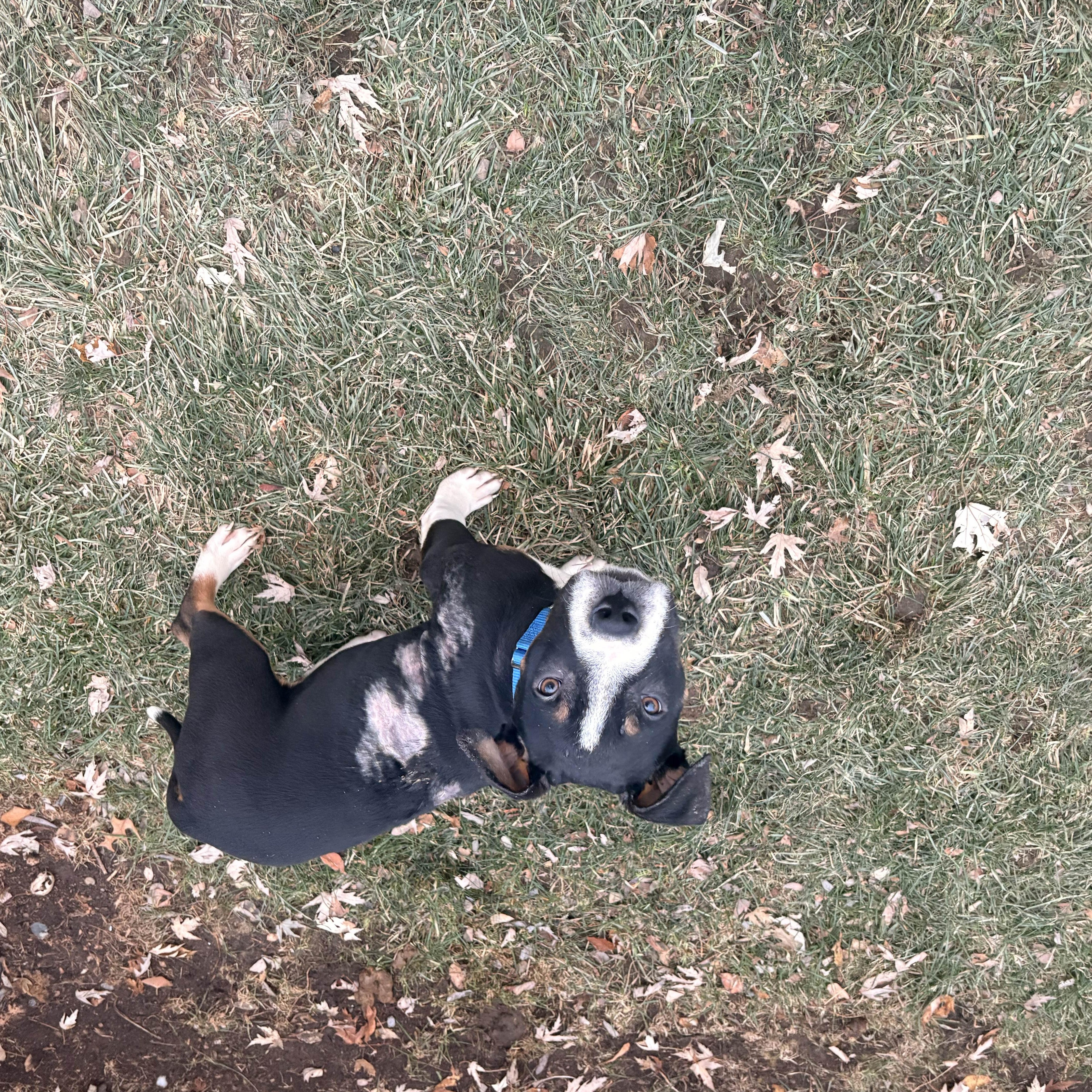 Enlarge Charlie, a ADOPTABLE mixed breed in Warrenville, IL image 4/6