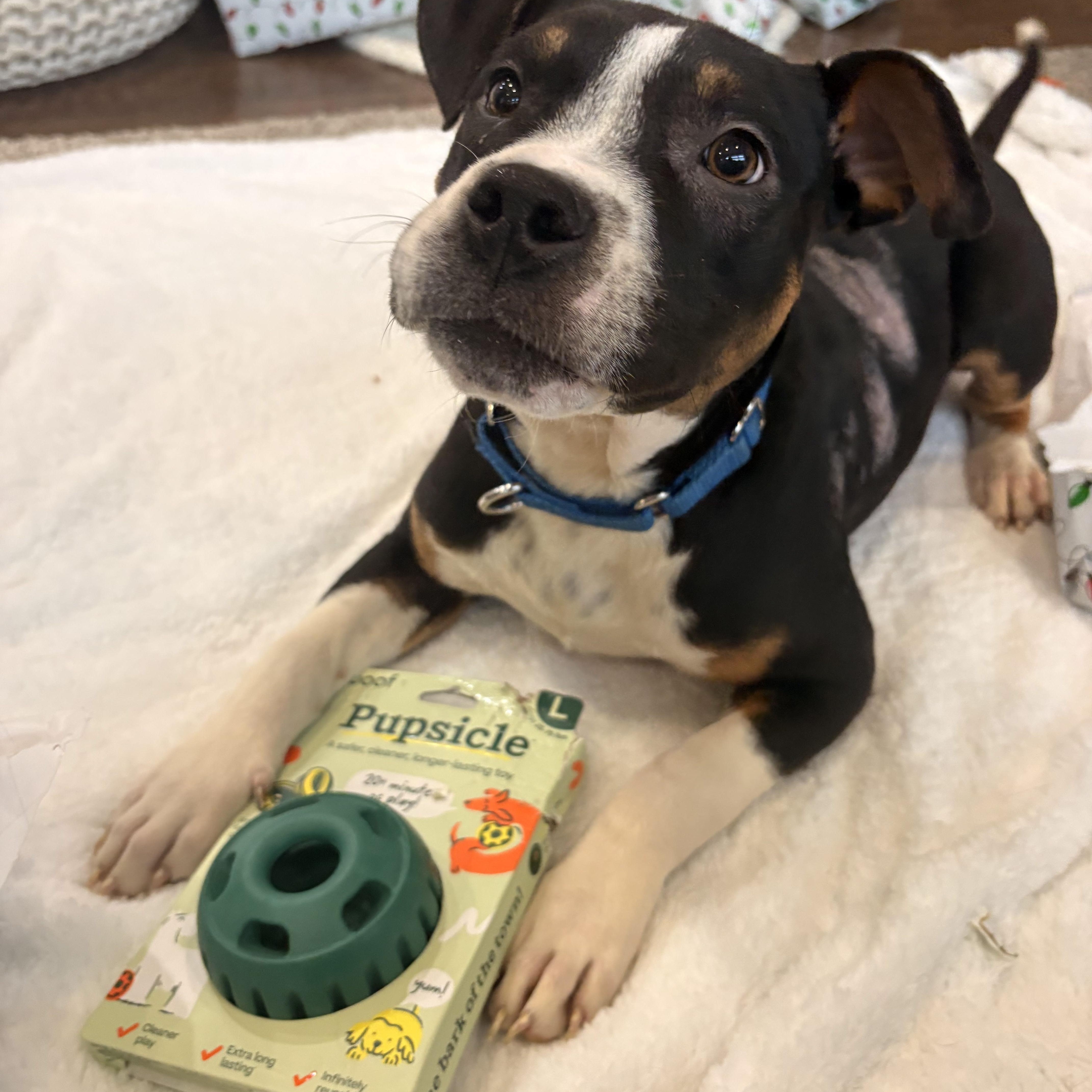 Enlarge Charlie, a ADOPTABLE mixed breed in Warrenville, IL image 2/6