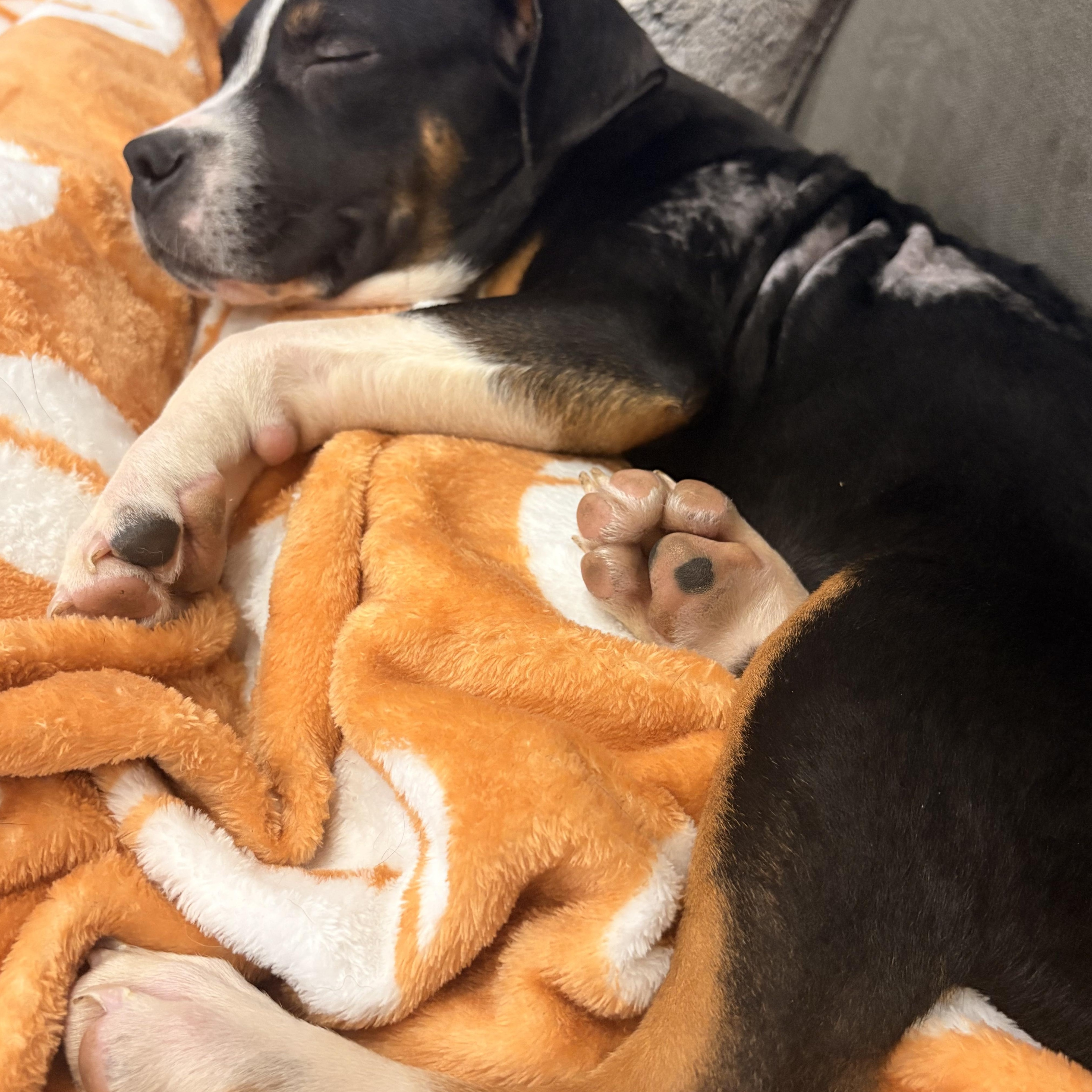 Enlarge Charlie, a ADOPTABLE mixed breed in Warrenville, IL image 6/6