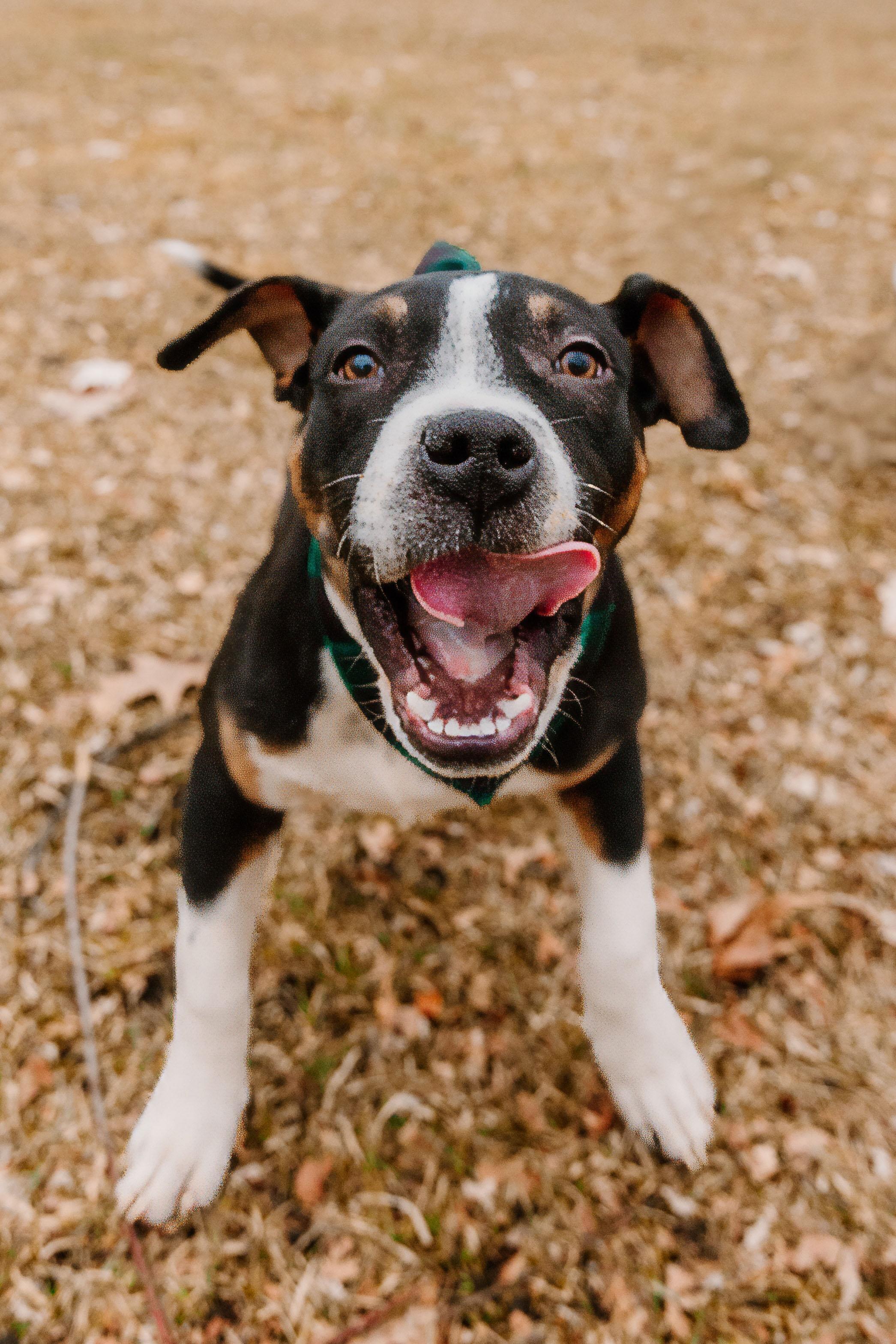 Charlie, ADOPTABLE, Young Male American Staffordshire Terrier & Pit Bull Terrier.