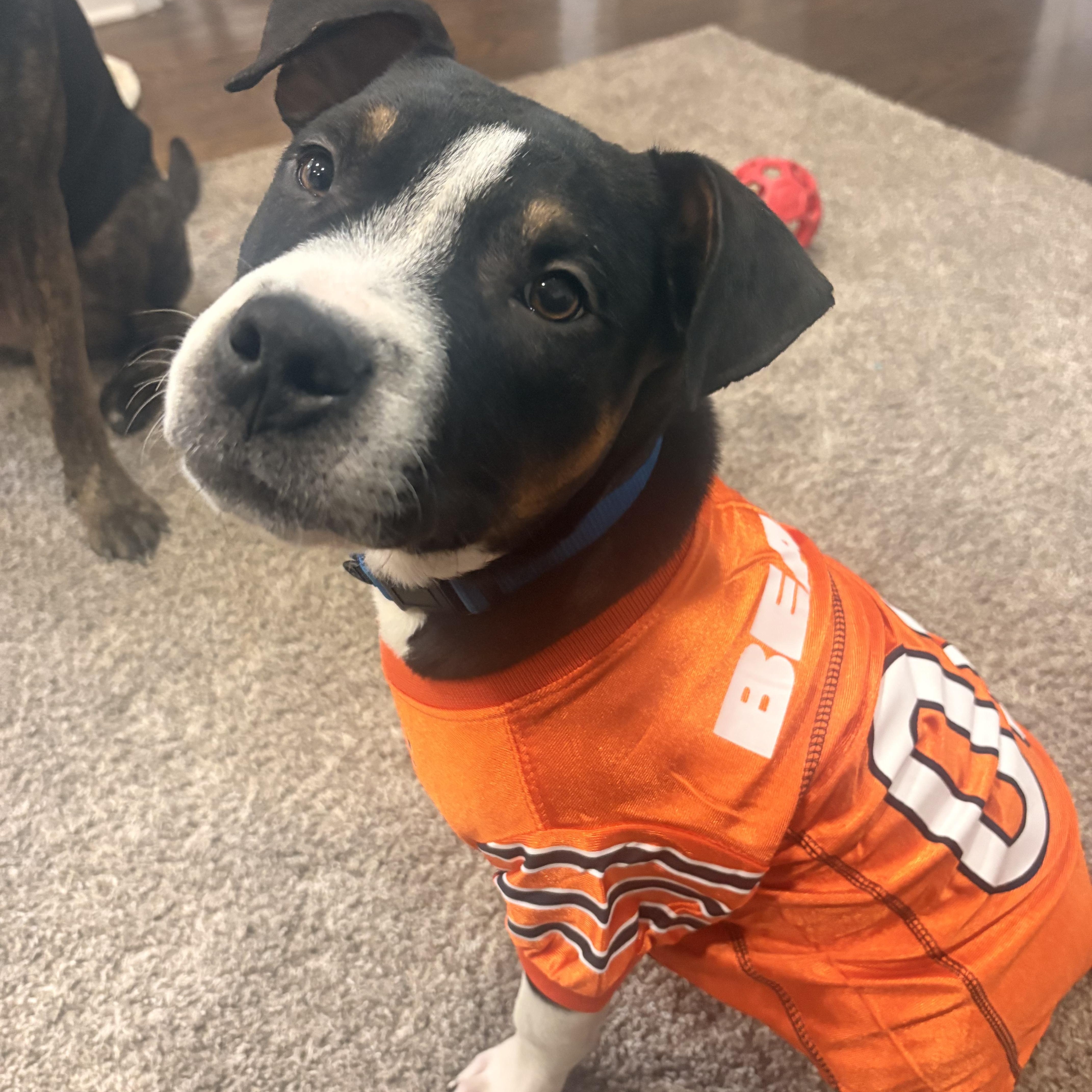 Enlarge Charlie, a ADOPTABLE mixed breed in Warrenville, IL image 5/6