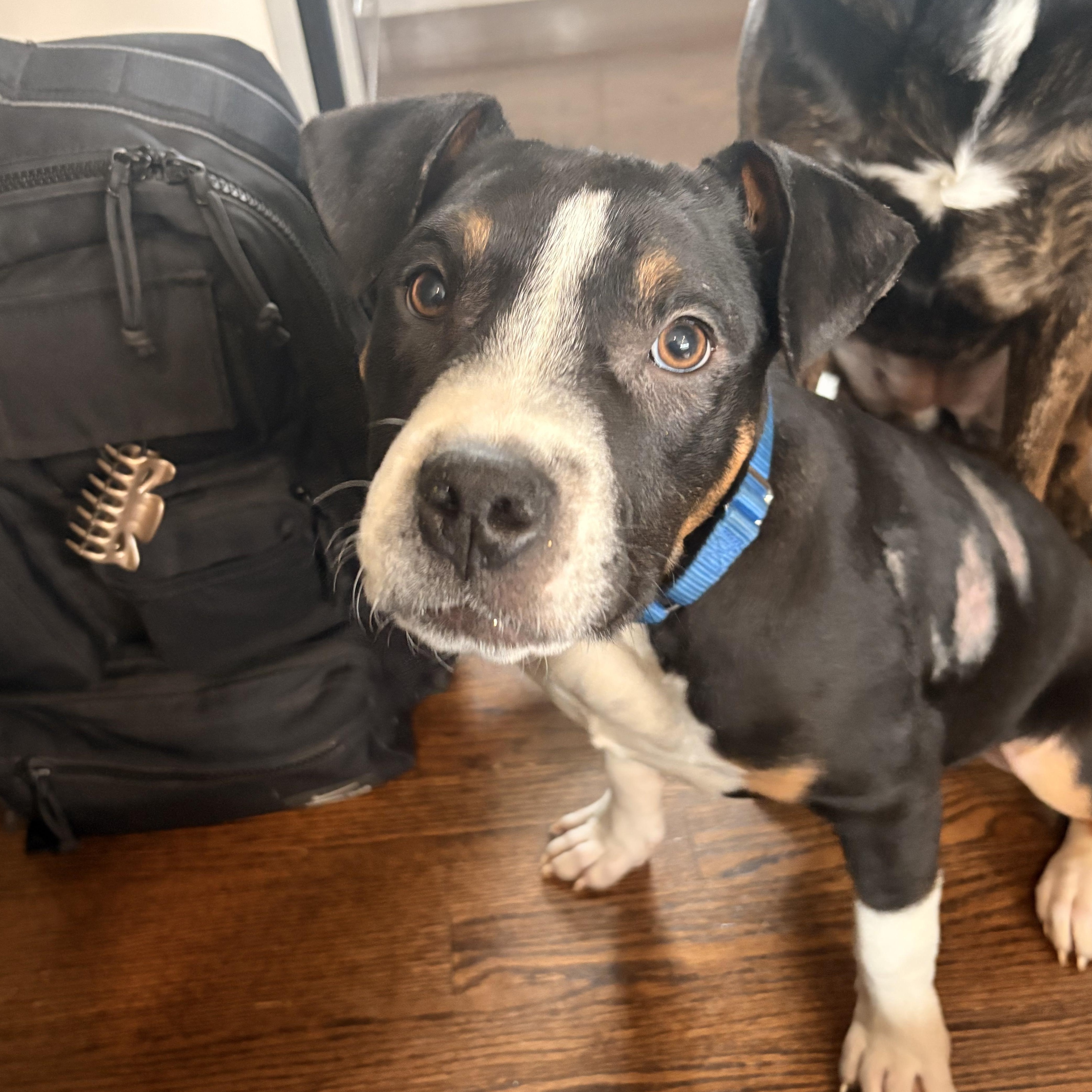 Enlarge Charlie, a ADOPTABLE mixed breed in Warrenville, IL image 3/6