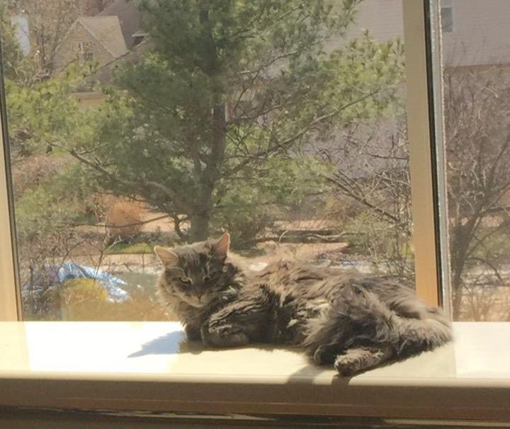 Fuzzy, Adopted, Adult Female Domestic Long Hair & Maine Coon.