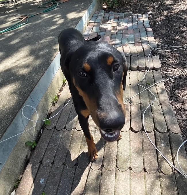 Enlarge Nicky, a ADOPTABLE Doberman Pinscher in Barrington, IL image 3/5