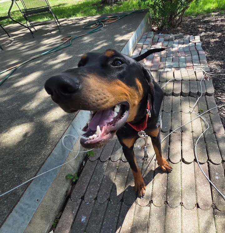 Nicky, ADOPTABLE, Adult Male Doberman Pinscher.