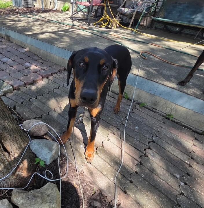 Enlarge Nicky, a ADOPTABLE Doberman Pinscher in Barrington, IL image 4/5