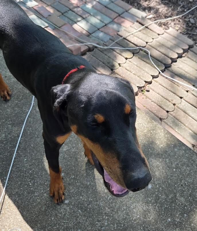Enlarge Nicky, a ADOPTABLE Doberman Pinscher in Barrington, IL image 5/5