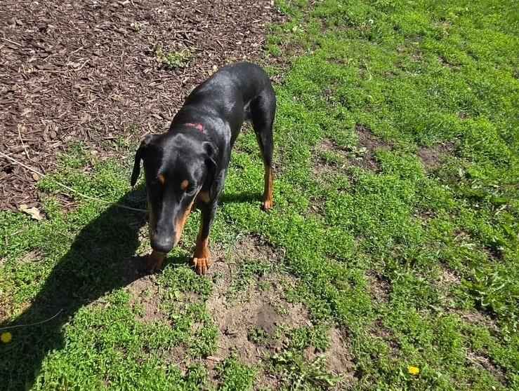 Enlarge Nicky, a ADOPTABLE Doberman Pinscher in Barrington, IL image 2/5