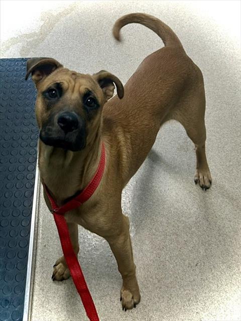 ROSS, Adoptable, Young Male Black Mouth Cur.