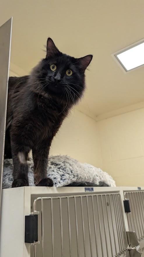 Enlarge Phoenix, a ADOPTABLE Domestic Medium Hair in Coquitlam, BC image 2/2